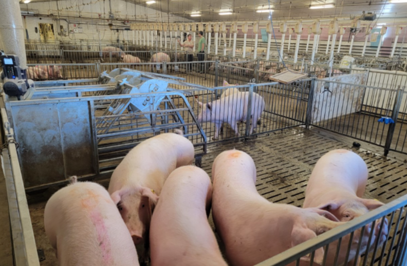 Genesus pigs at the Lacombe Research Facility