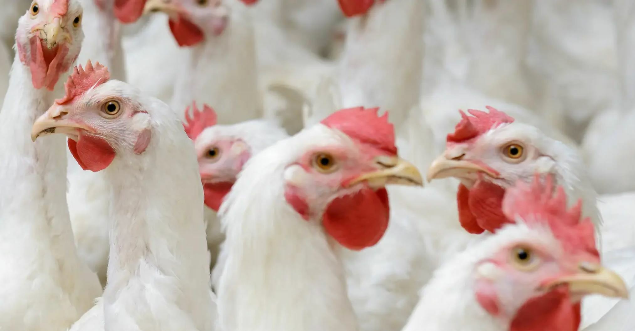 Eddy Ketels will step down as CEO of Orffa; Haiko Zuidhoff to be successor