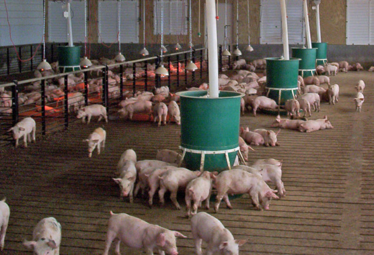 Implementing data-driven strategies for sustainable pig farming