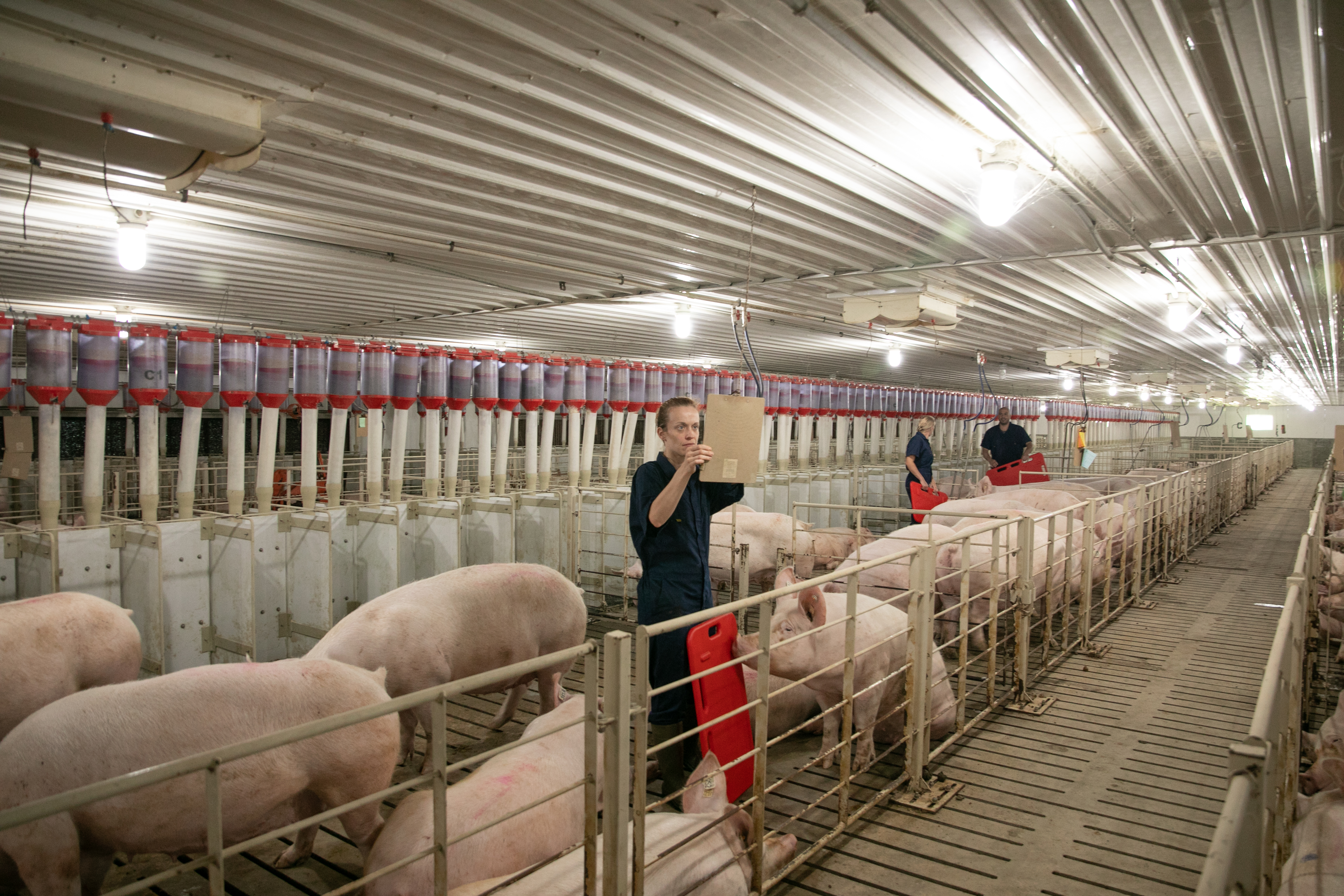 A PIC employee reviews data while standing in sow gestation group housing with several Camborough sows.