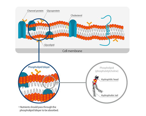 Structure et composants de la membrane cellulaire.