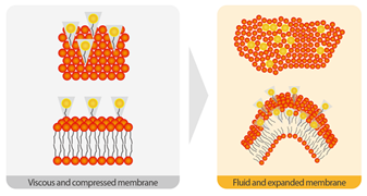 Mode d'action des LPL sur la fluidité de la membrane cellulaire.