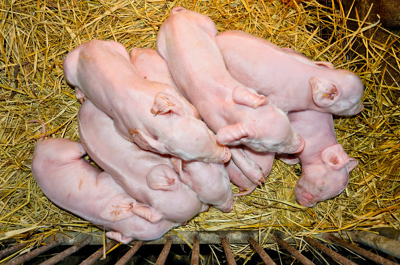 A group of piglets that lay piled together because they are too cold. In contrast, when baby pigs lie completely apart it’s likely because it's too warm.