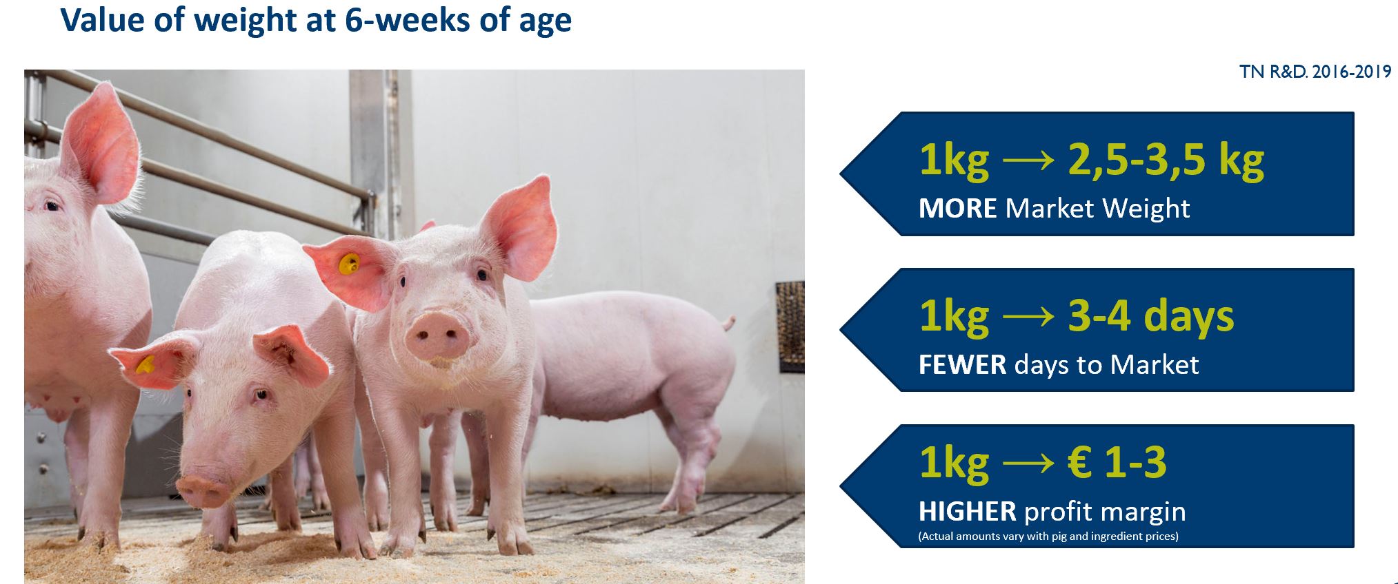 Conception to first 6 weeks of life impacts lifetime performance The