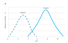 Figure 1. Effect of pH on the activity of pepsin (adapted from Jensen et al.)