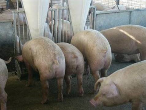 PCV2 can cause uneven growth in pigs, creating economic loss for producers