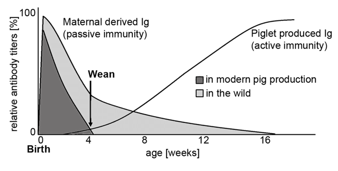 Figure 1. Illustration of the decline of maternal antibodies and the rise of endogenous antibodies in piglet blood during their first weeks of life. 100% corresponds to antibody titers of adult pigs. Adapted from thepigsite.com