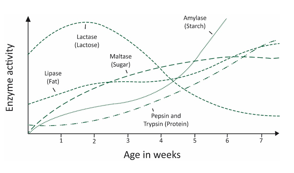 Figure 2. The development of digestive enzyme production in piglets during the first seven weeks.