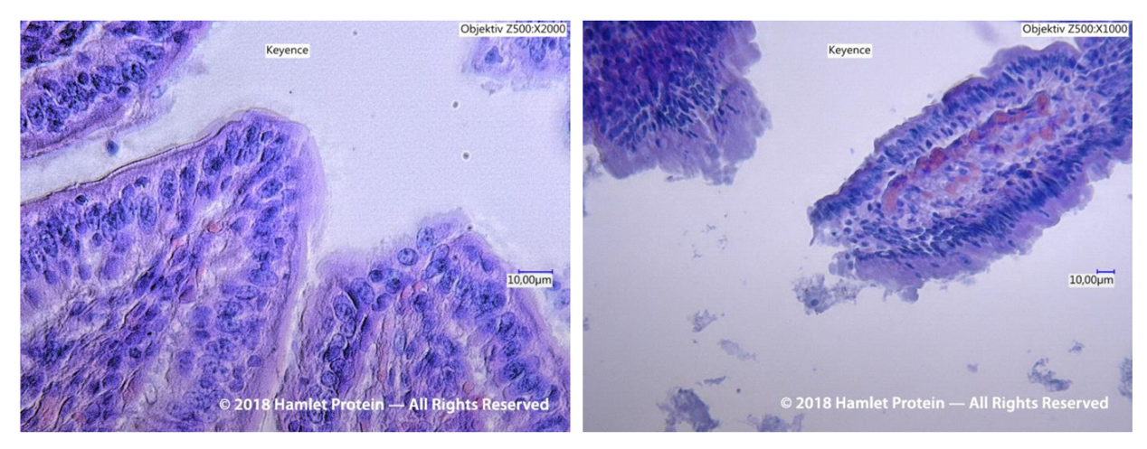 Figure 3. Electron microscopy of the gut mucus layer of piglets fed HP 300 (left) and conventional soybean meal (right).