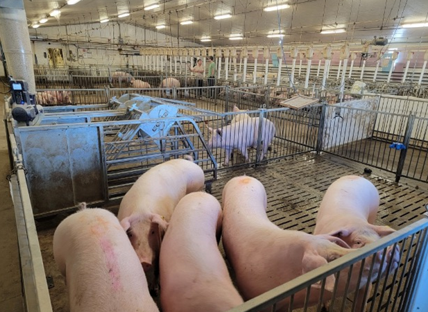 Customizing genetics to construct a top rate pig