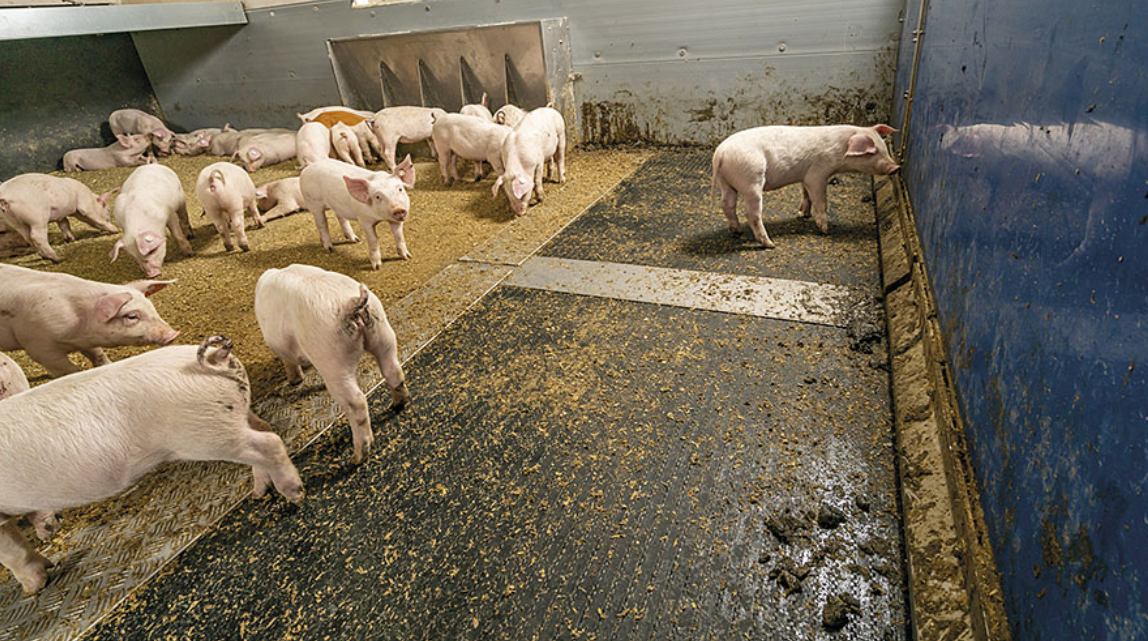 PigT in use: a special plastic floor separates faeces and urine immediately after excretion.