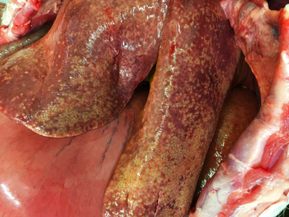 Figure 2. Parenchyma of the liver infiltrated with gas bubbles, presenting a spongy  appearance characteristic of sudden death in sows caused by Cl. novyi.