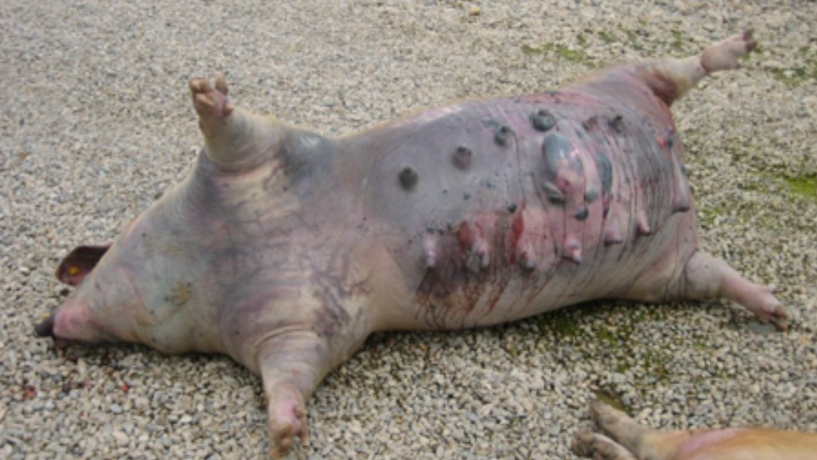 Figure 1. Picture of a sow that has suddenly died. Photo courtesy of HIPRA.