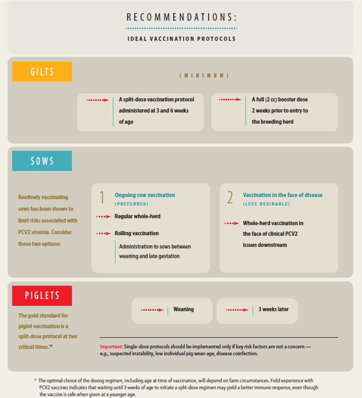 pcv2-sow-vaccination-recommendations-the-pig-site