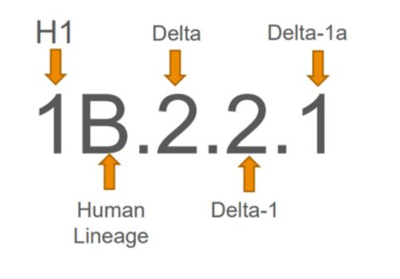 Figure 4. Delta strain designation