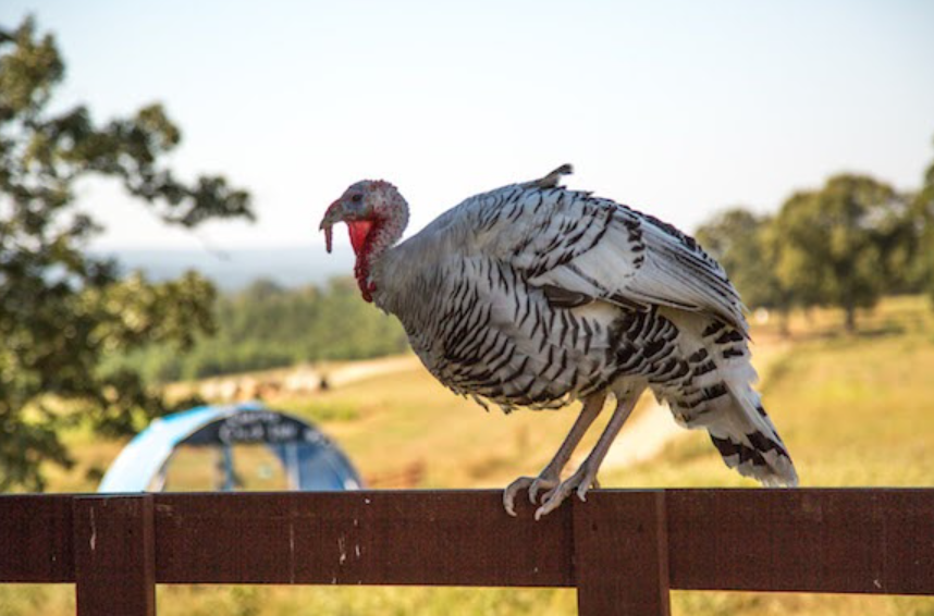 Chickens and turkeys need to stay high and dry in storms.