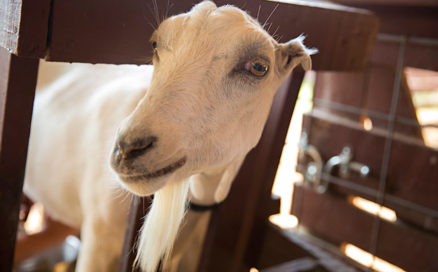 With a face like this, he simply can't be left to fend for himself in a storm.