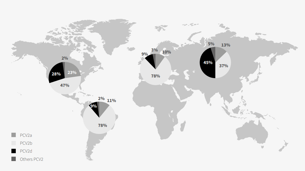 Of the 8 existing genotypes, only PCV2 a, b and d have a  global distribution (Franzo et al. 2018); of these three,  PCV2b is the one most isolated in Europe and the Americas.  In turn, PCV2d was particularly relevant in Asia, where its  isolation was greater than that of PCV2b.