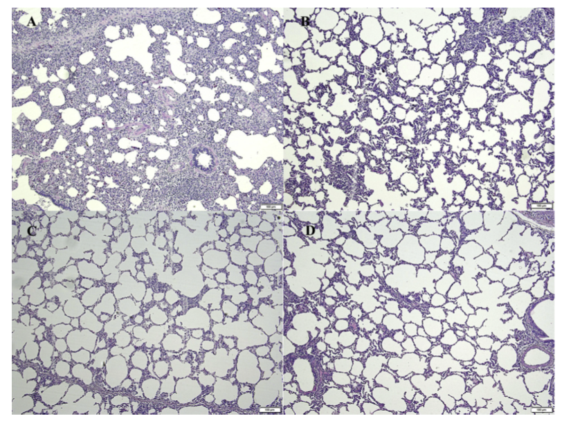 Figure 4. Microscopic lung lesions following challenge of the (A) non vaccinated/challenged, (B) IM vaccinated pigs, (C) ID vaccinated pigs and (D) non vaccinated/non challenge pigs. H&E staining. Bar =100 μm.