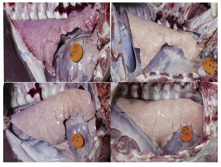 Figure 5. Macroscopic lung lesions following challenge at 7 DPC of the (A) non vaccinated/challenged, (B) IM vaccinated pigs, (C) ID vaccinated pigs and (D) non vaccinated/non challenge pigs.