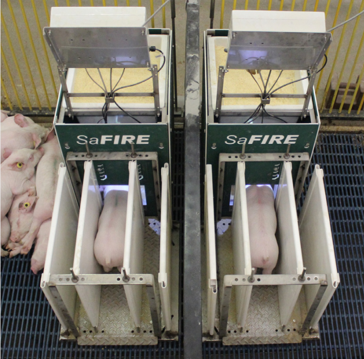 SaFIRE is the industry’s first performance testing  system for small pigs.