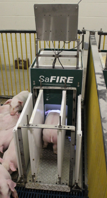 SaFIRE provides researchers with  real-time feed intake and growth data  of small animals for sound genetic,  feed, and pharmaceutical, testing of  small animals.