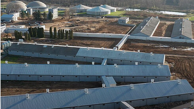 Sow management: The impressive project in Poland houses 6,000 sows.
