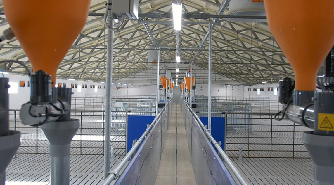 Animal-friendly sow management: group housing of sows with CallBackpro