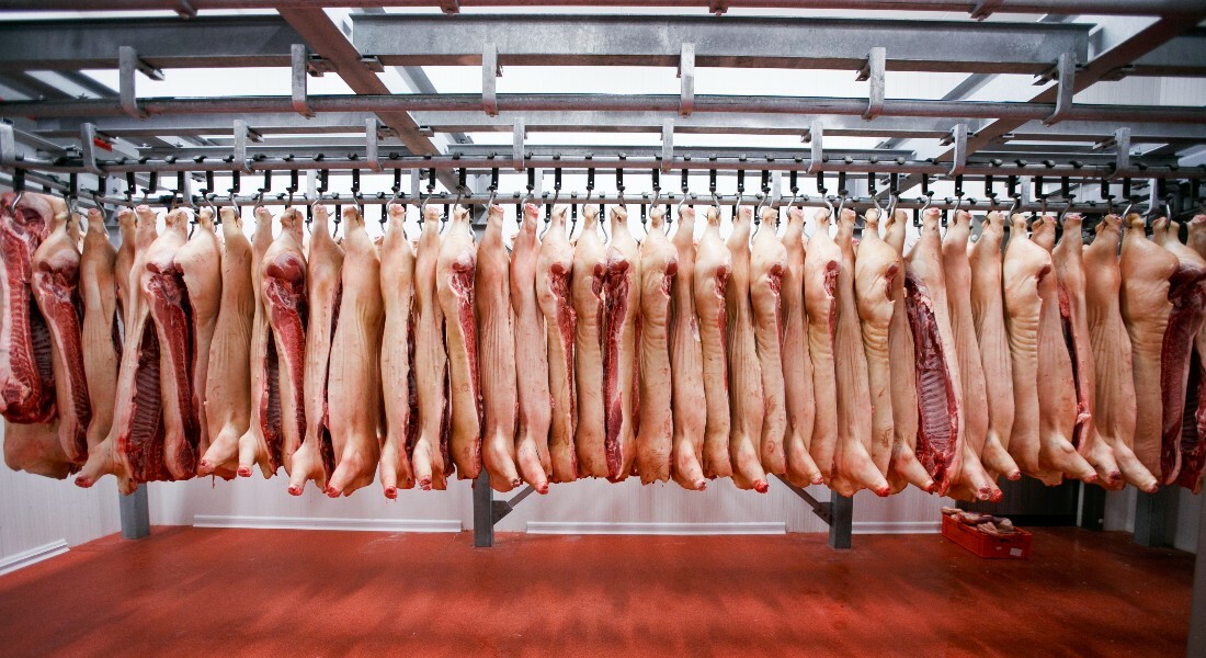 60,000 heaps of pig blood is usually a new supply of sustainable meals