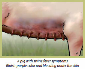 Swine fever/Hog cholera