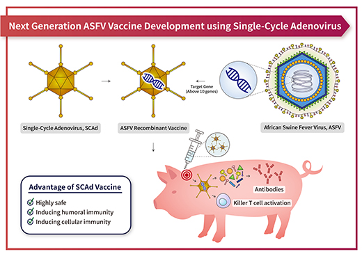 An illustration of the development of a next-generation African swine fever virus vaccine using single-cycle Adenovirus. The work is taking place at Kansas State University.