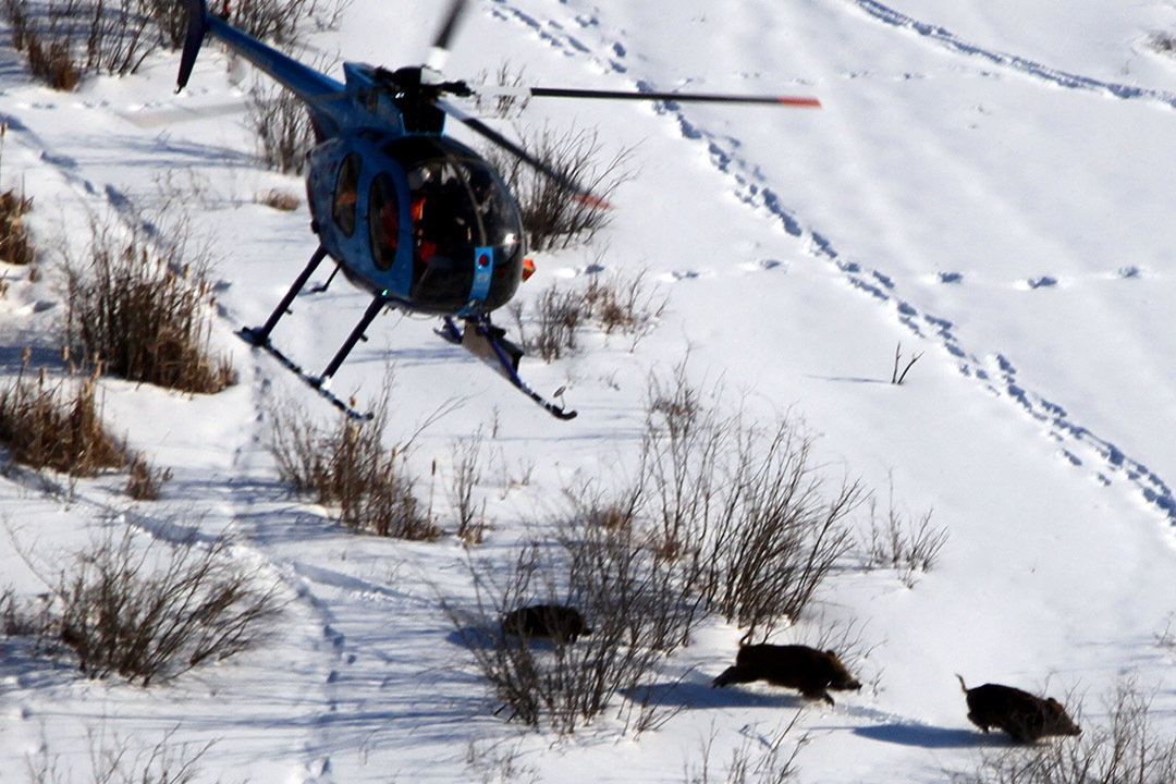 Researchers on a helicopter chase down a trio of wild pigs racing through the snow