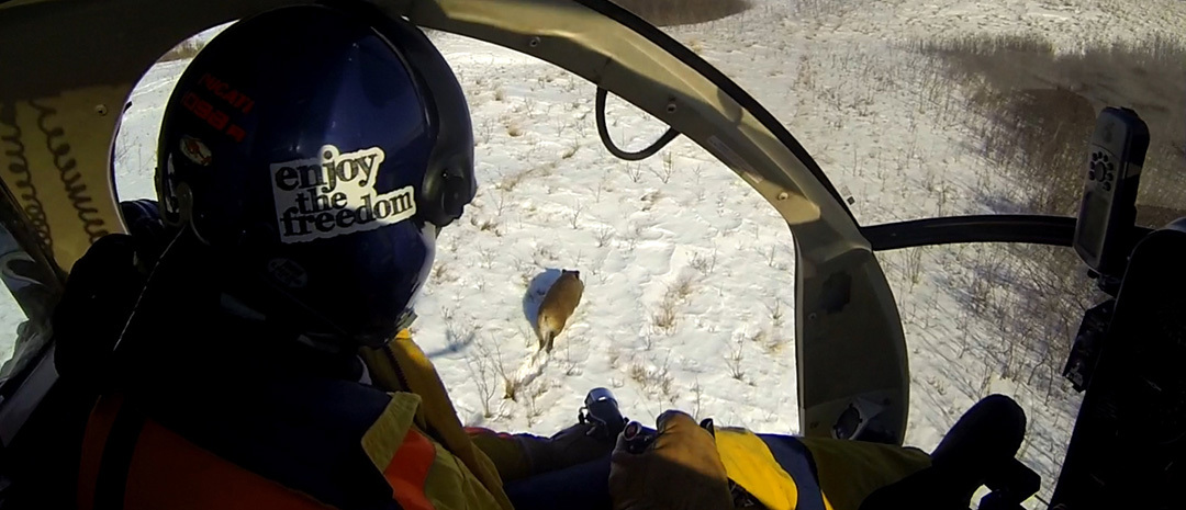A helicopter pilot eyes up a feral boar before capturing it with a net gun to fit them with a GPS tracking collar