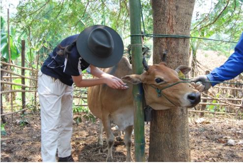 Immunizing cattle in Laos.