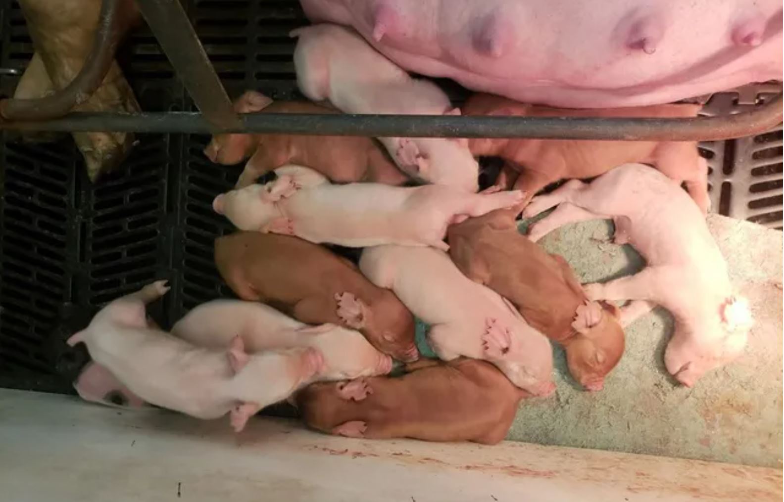 Reproductive herd control: measuring repro efficiency and breeding methods