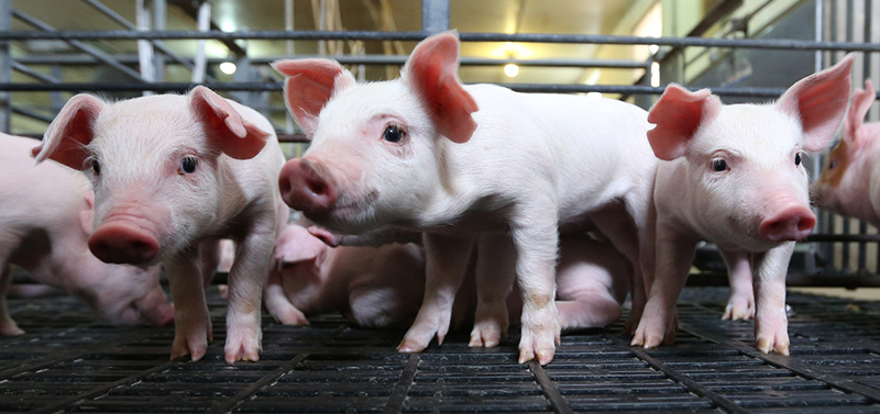 Mixed pig microbiome datasets display patterns & appropriately expect age