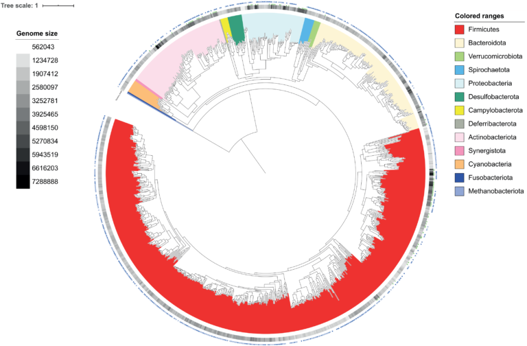 Phylogenetic tree of draft genomes. DOI: 10.7717/peerj.10941/fig-4