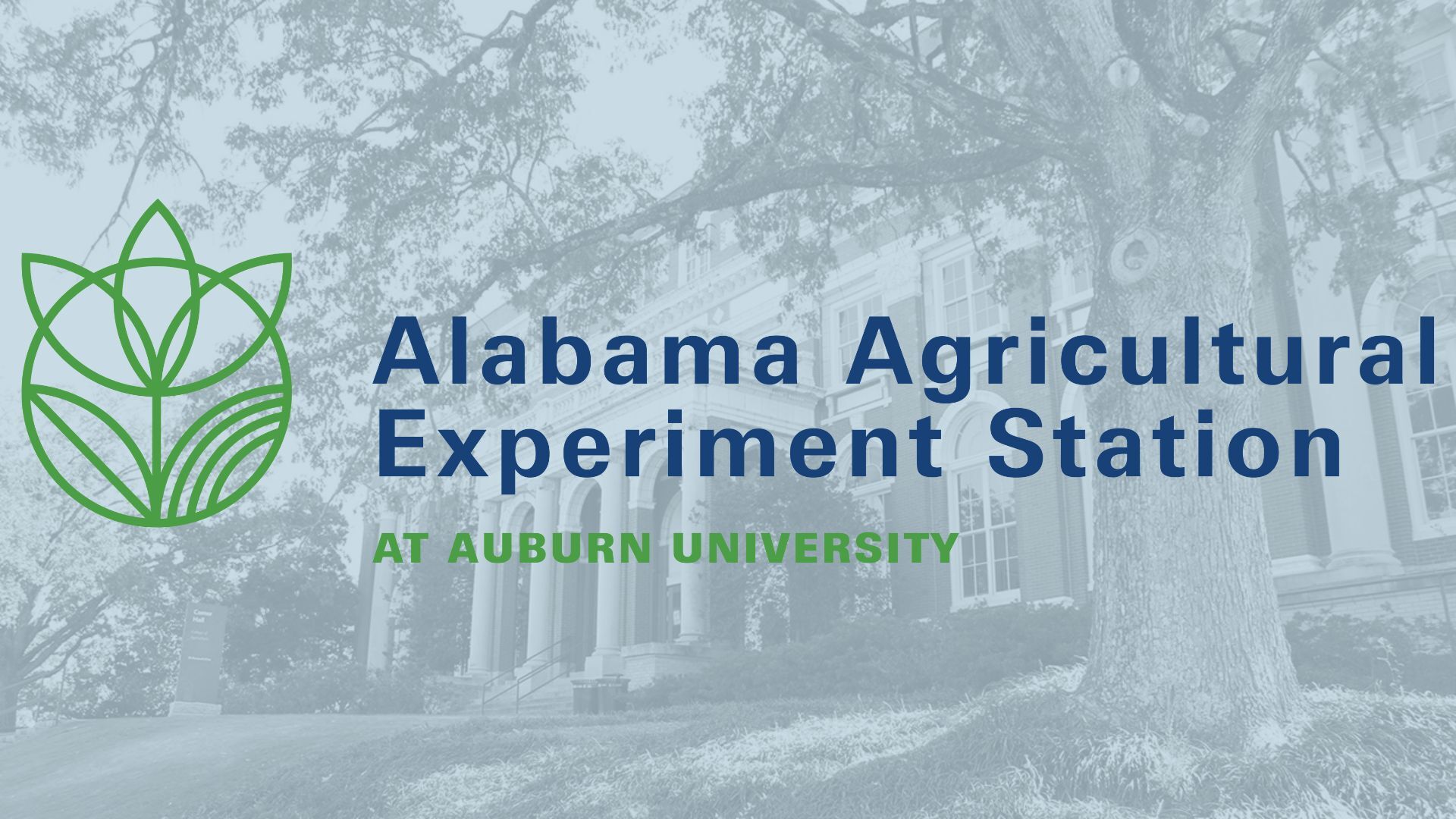 Researchers study potential savings from reducing time on feed for weaned pigs