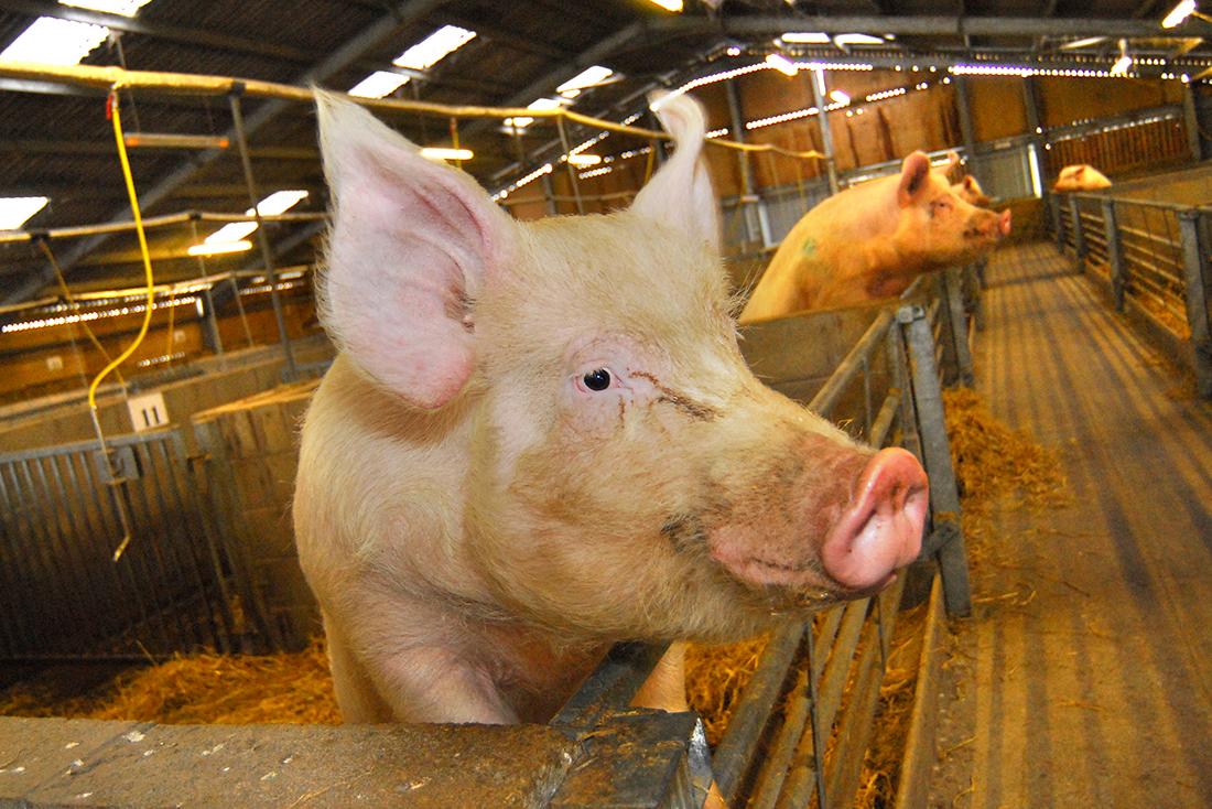 Disease surveillance helps to identify outbreaks of swine flu.