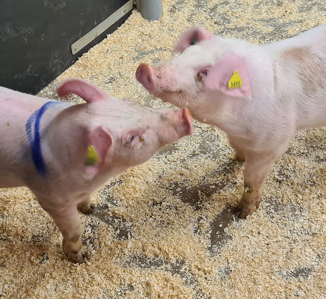 Aggressive pigs are less likely to learn from losing a fight