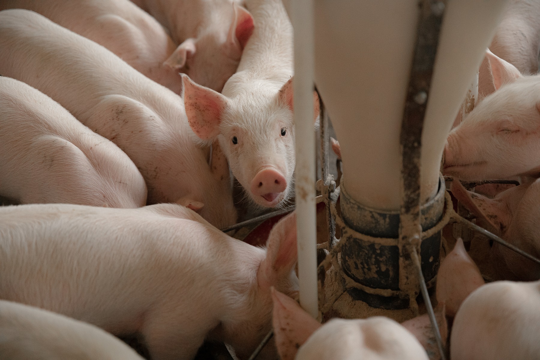 Researchers have discovered new selection to zinc oxide in pig feed