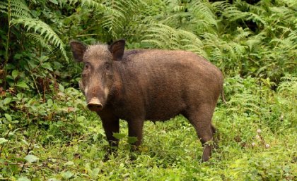 Wild pigs or boars (Sus scorfa) are native to Malaysia and also the entire of Eurasia and are invasive in all other continents, including Australia and the Americas.