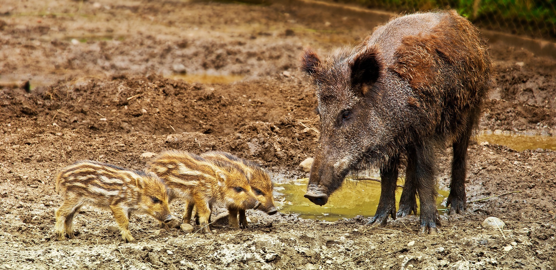 Wild Pigs