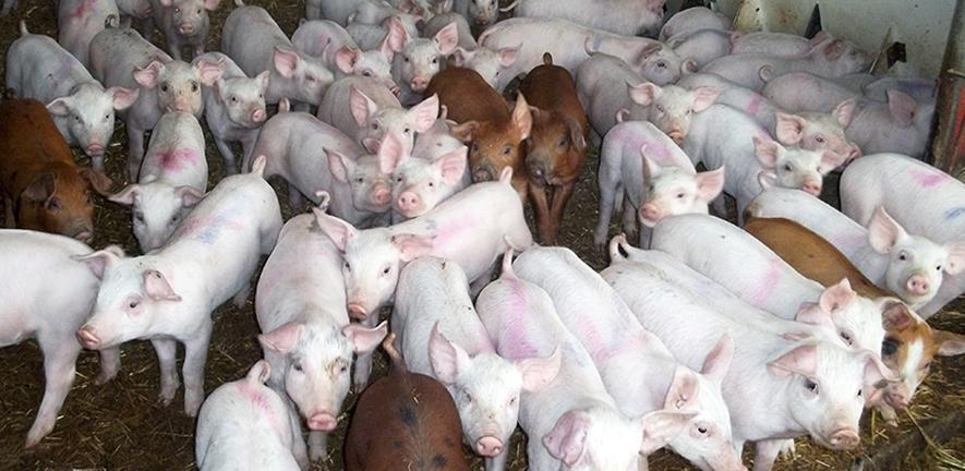 Extremely antibiotic-resistant pressure of MRSA that arose in pigs can soar to people