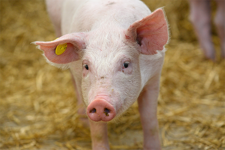 Scientists have decoded the pig genome | The Pig Site