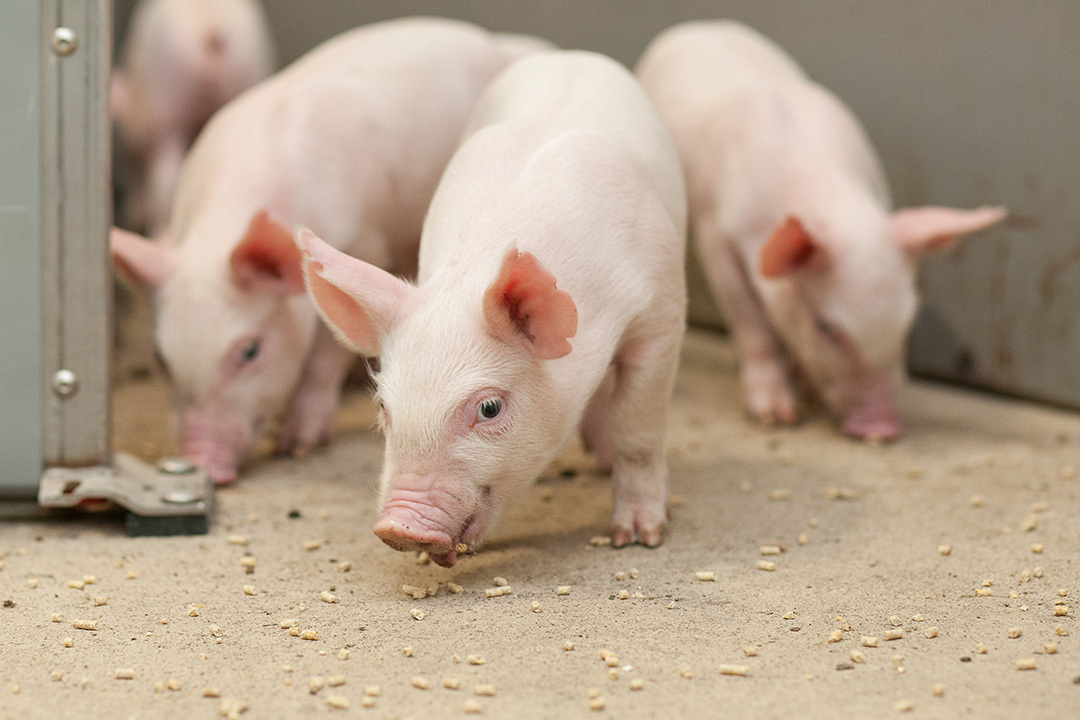 Delving deeper into swine dysentery