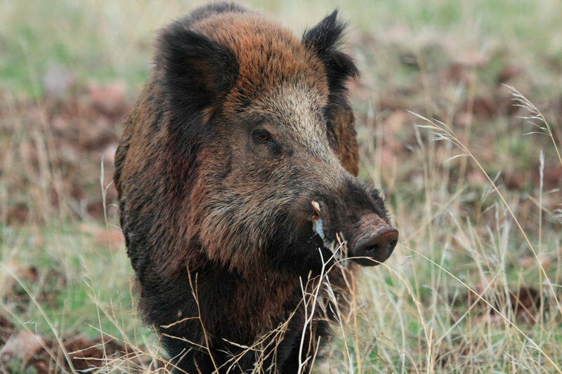 Predicting wild boar abundance the usage of sport bag information