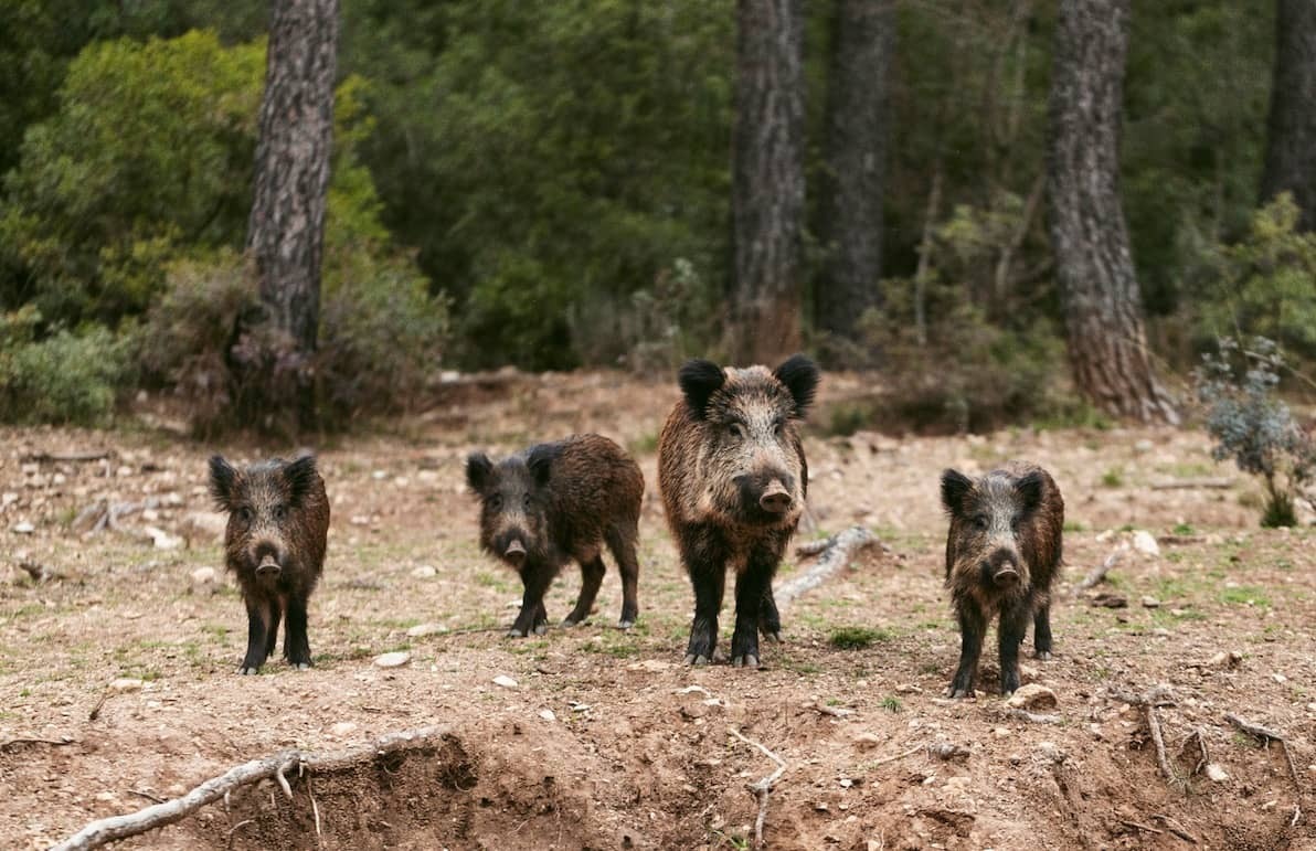 Wild boar as sentinel of Crimean-Congo hemorrhagic fever in Spain and Portugal