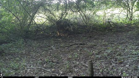 Wild pigs are costing Georgia farmers