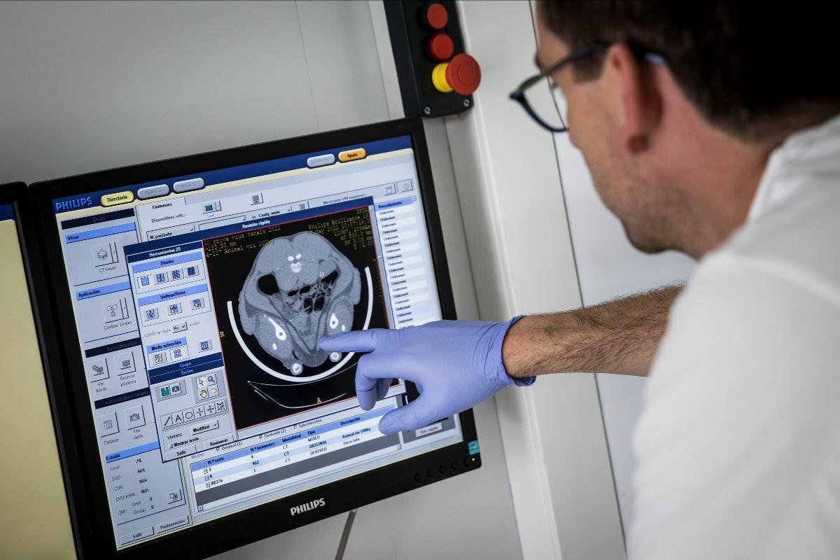 Pig sector will be capable to take a look at benefits of computed tomography